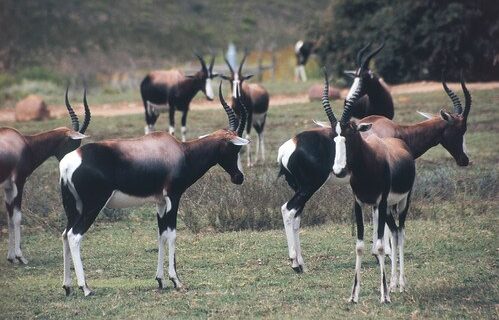 Where It All Began - Botanical Journey through Cederberg, Overberg and Winelands - Overberg - The Thatch House - Gemsbok