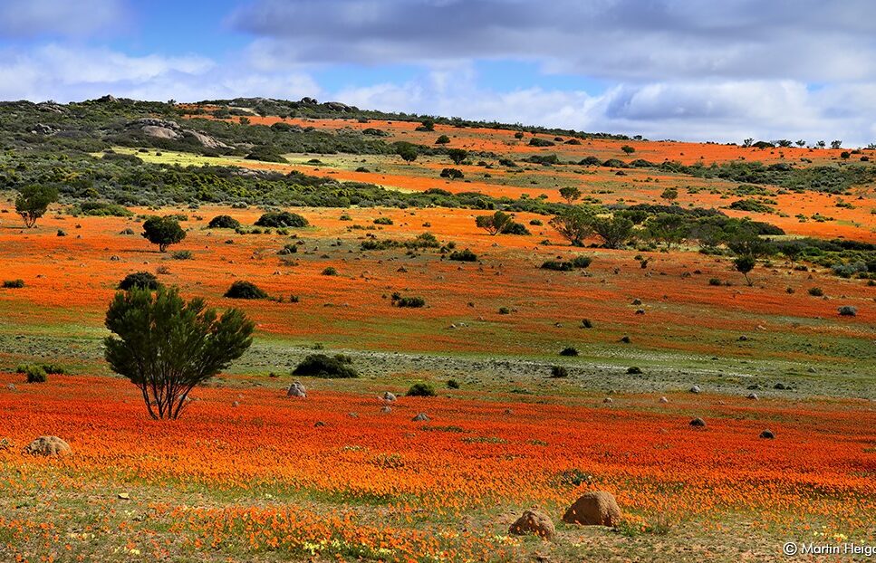 Where It All Began - Botanical Journey through Cederberg, Overberg and Winelands - Nieuwoudtville - Die Blou Huis - Orange and Green Flower Field