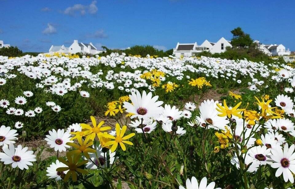 Where It All Began - Botanical Journey through Cederberg, Overberg and Winelands - Paternoster - Strandloper Ocean Boutique Hotel - White and Yellow Flowers