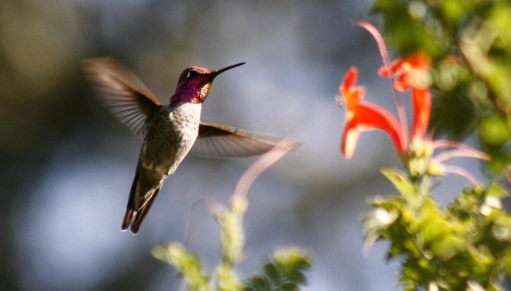 Where It All Began - Botanical Journey through Cederberg, Overberg and Winelands - Cape Winelands - Oude Werf - Hummingbird