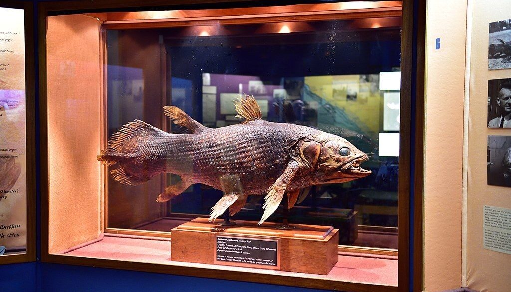 Fish Fossil in Museum Glass Casing Where It All Began - Blog - 5 Unmissable Destinations in East London, South Africa - Fish Fossil in Museum Glass Casing