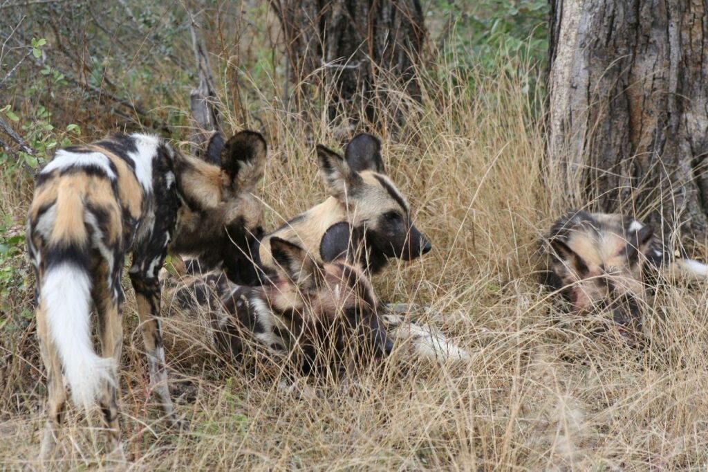 Where It All Began - Blog - Making a Splash: African Wild Dogs Brave Flooded River in Kruger National Park - African Wild Dogs Lying in the Grass
