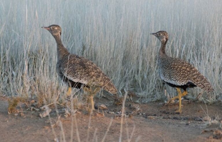 Where It All Began - Blog - Ringing the changes for birding - Southern Black Korhaans