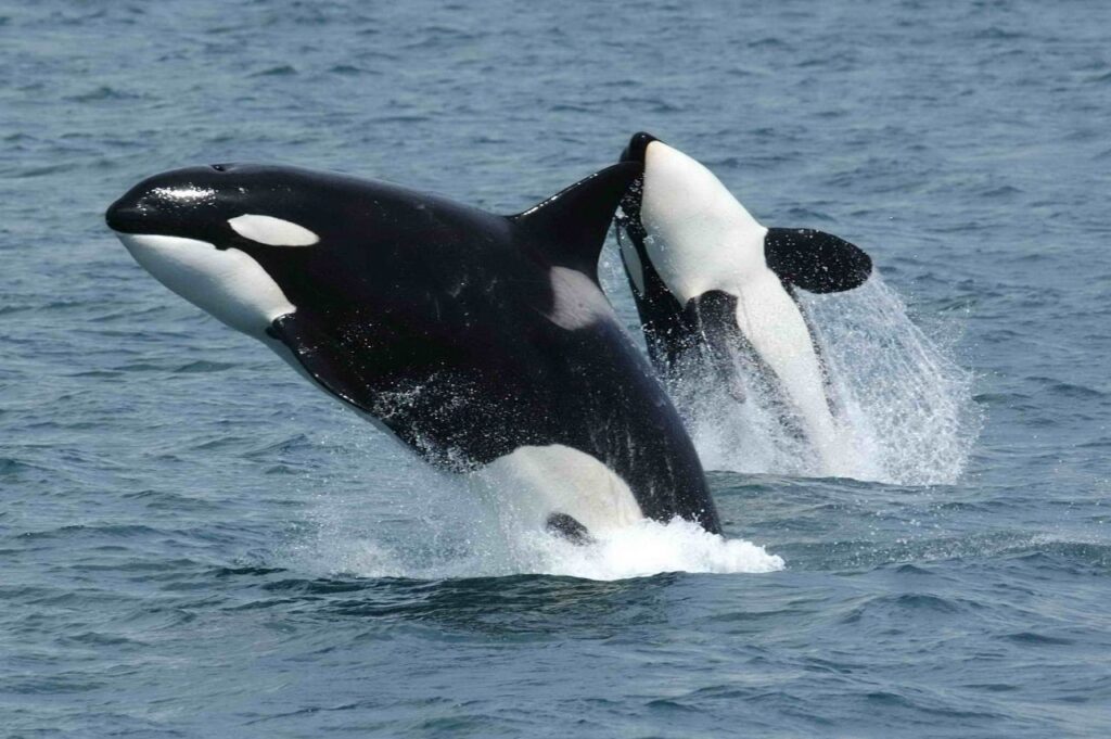 Where It All Began - Blog - A Whale of a Tale: Exploring the Fascinating World of Killer Whales and Sharks in South Africa - Two Whales Breeching
