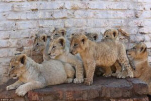 Where It All Began - Blog - How to tell if a wild animal is in fact wild - Lion Cubs
