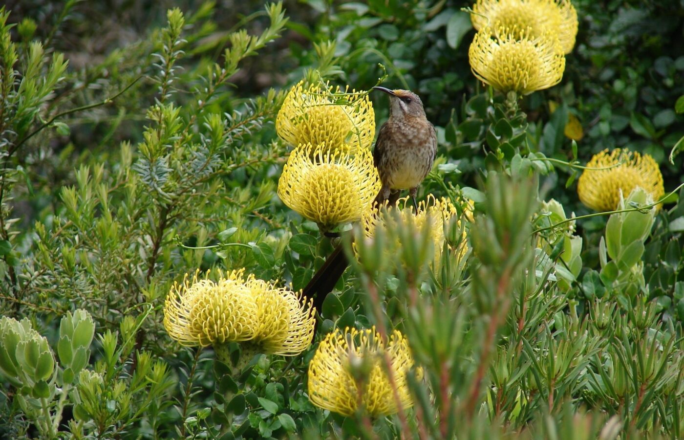 Where It All Began - Botanical Journey through Cederberg, Overberg and Winelands - Banner - Yellow Flower