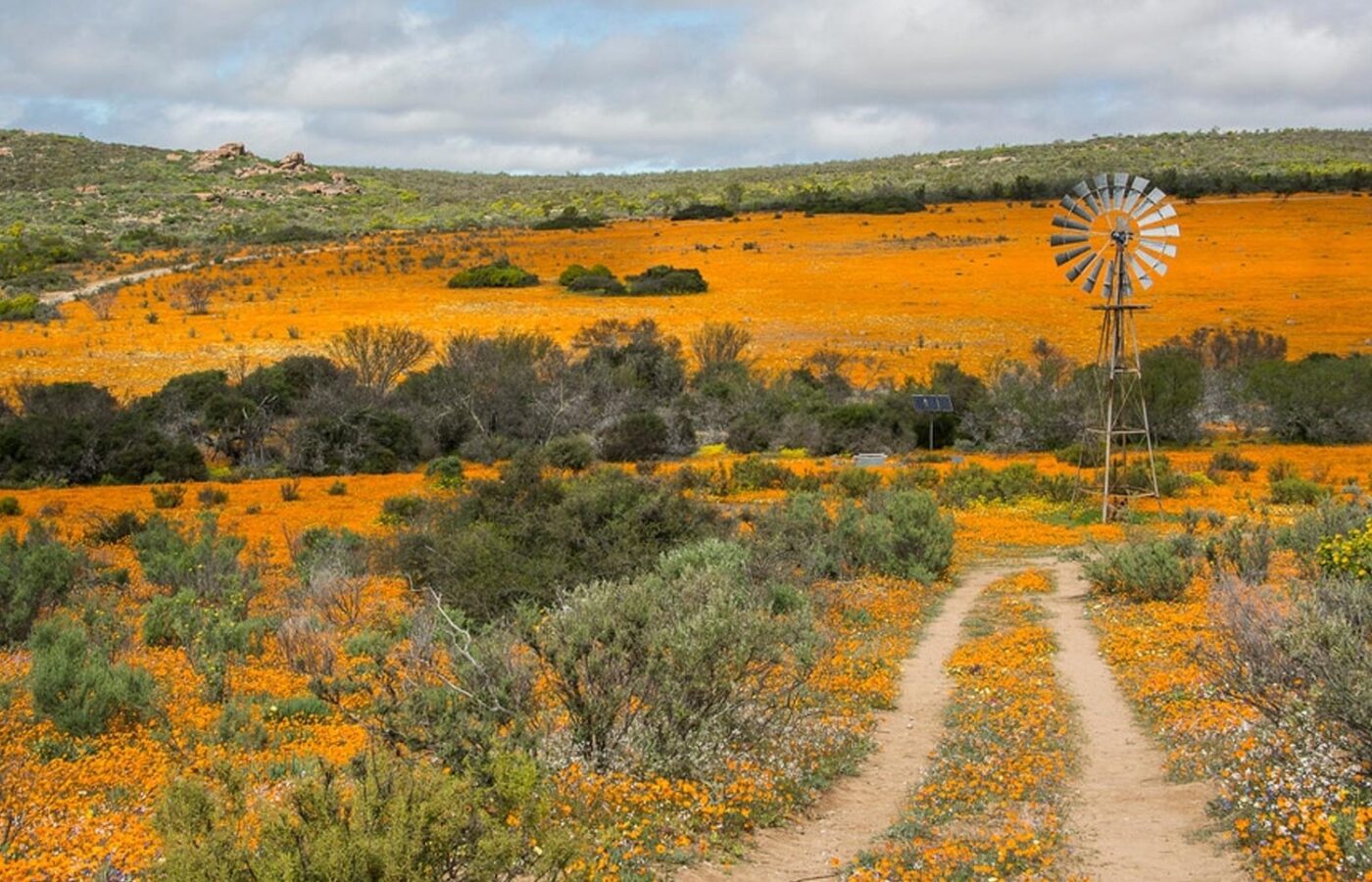 Where It All Began - Botanical Journey through Cederberg, Overberg and Winelands - Category Thumbnail - Flower Field