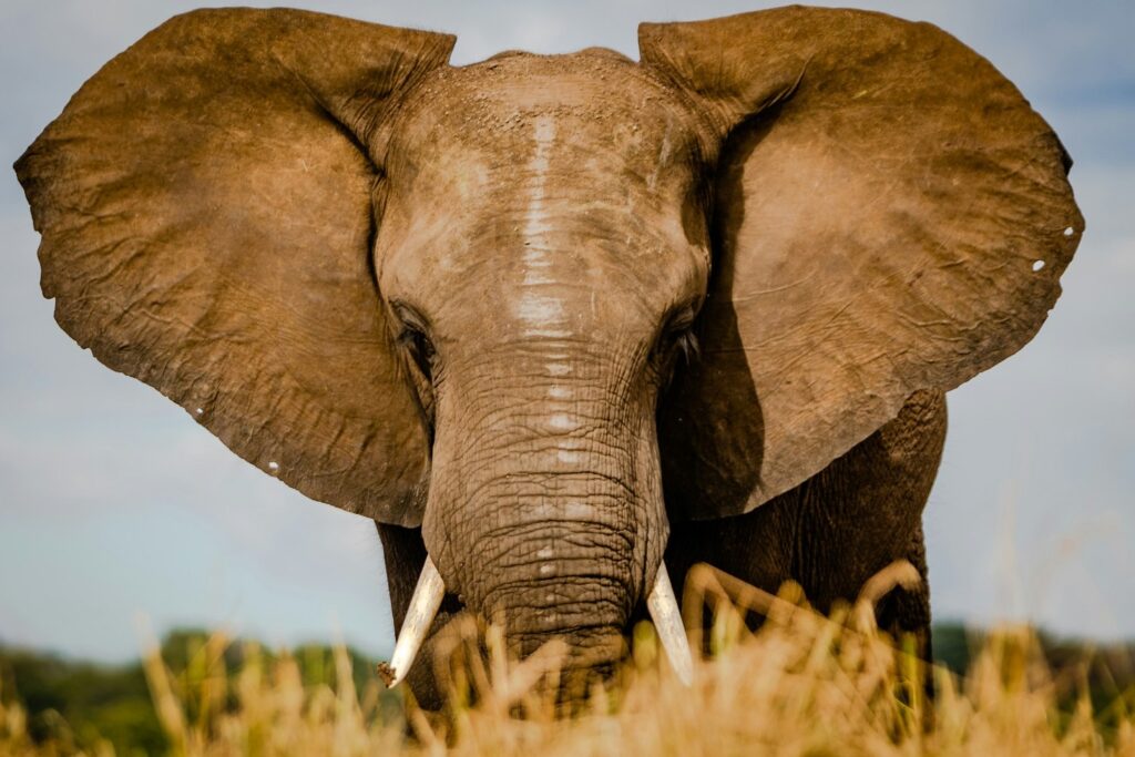 Victoria Falls and Chobe National Park Safari