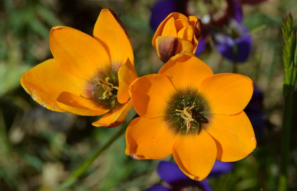Where It All Began - Botanical Journey through Cederberg, Overberg and Winelands - Nieuwoudtville - Die Blou Huis - Orange Flower