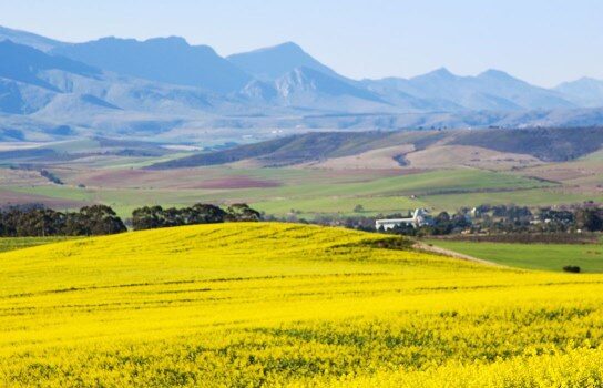 Where It All Began - Botanical Journey through Cederberg, Overberg and Winelands - Overberg - The Thatch House - Yellow Field