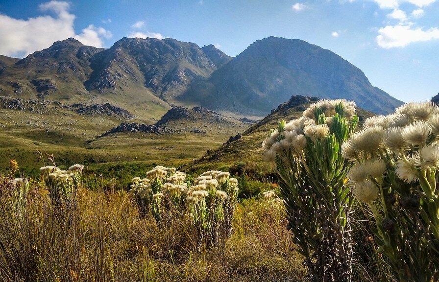 Where It All Began - Botanical Journey through Cederberg, Overberg and Winelands - Kogelberg - Oudebosch Eco Cabins - Mountains and Fynbos