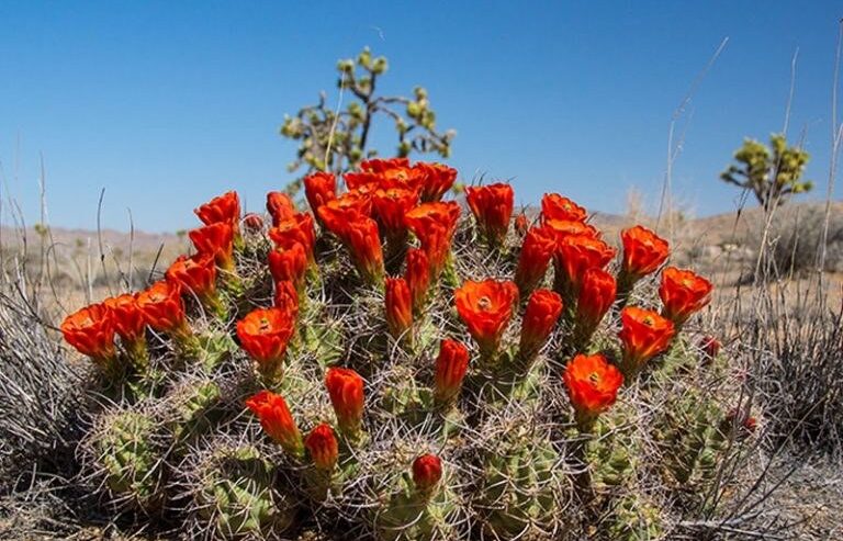 Where It All Began - Botanical Journey through Cederberg, Overberg and Winelands - Cape Peninsula - A Boat House - Red Flower Bush