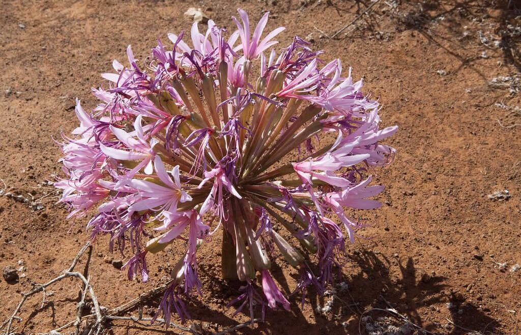 Where It All Began - Botanical Journey through Cederberg, Overberg and Winelands - Nieuwoudtville - Die Blou Huis - Purple Desert Flower