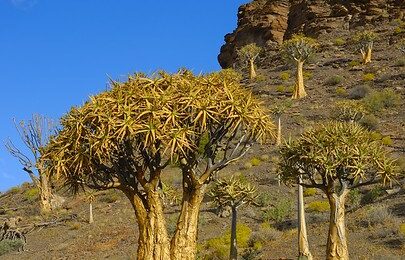 Where It All Began - Botanical Journey through Cederberg, Overberg and Winelands - Nieuwoudtville - Die Blou Huis - Mountain Trees