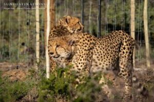Where It All Began - Blog - Roam, Roam, on the Karoo range - Leopards