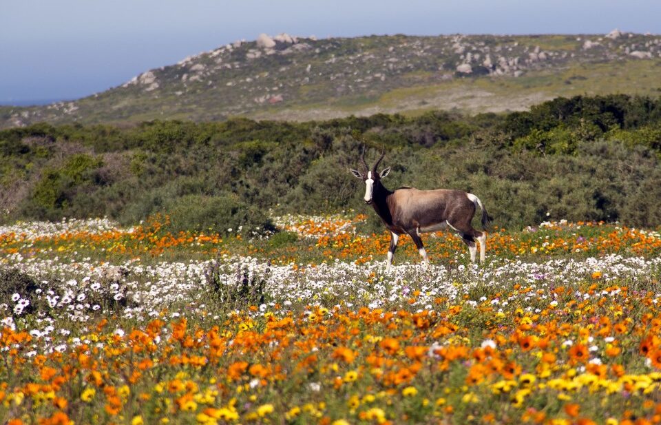 Where It All Began - Botanical Journey through Cederberg, Overberg and Winelands - Cape Peninsula - A Boat House - Flower Field