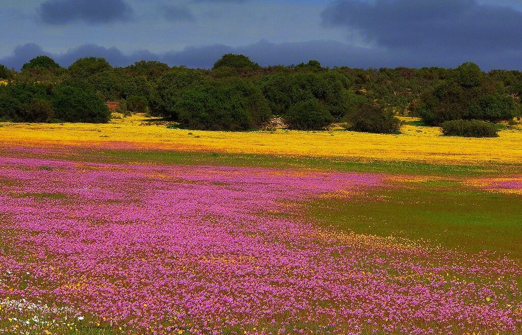 Where It All Began - Botanical Journey through Cederberg, Overberg and Winelands - Nieuwoudtville - Die Blou Huis - Pink, Orange and Green Field