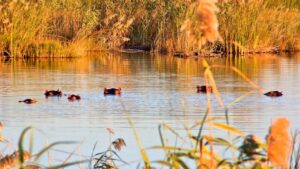 Where It All Began - Blog - Malaria in South Africa Thumbnail