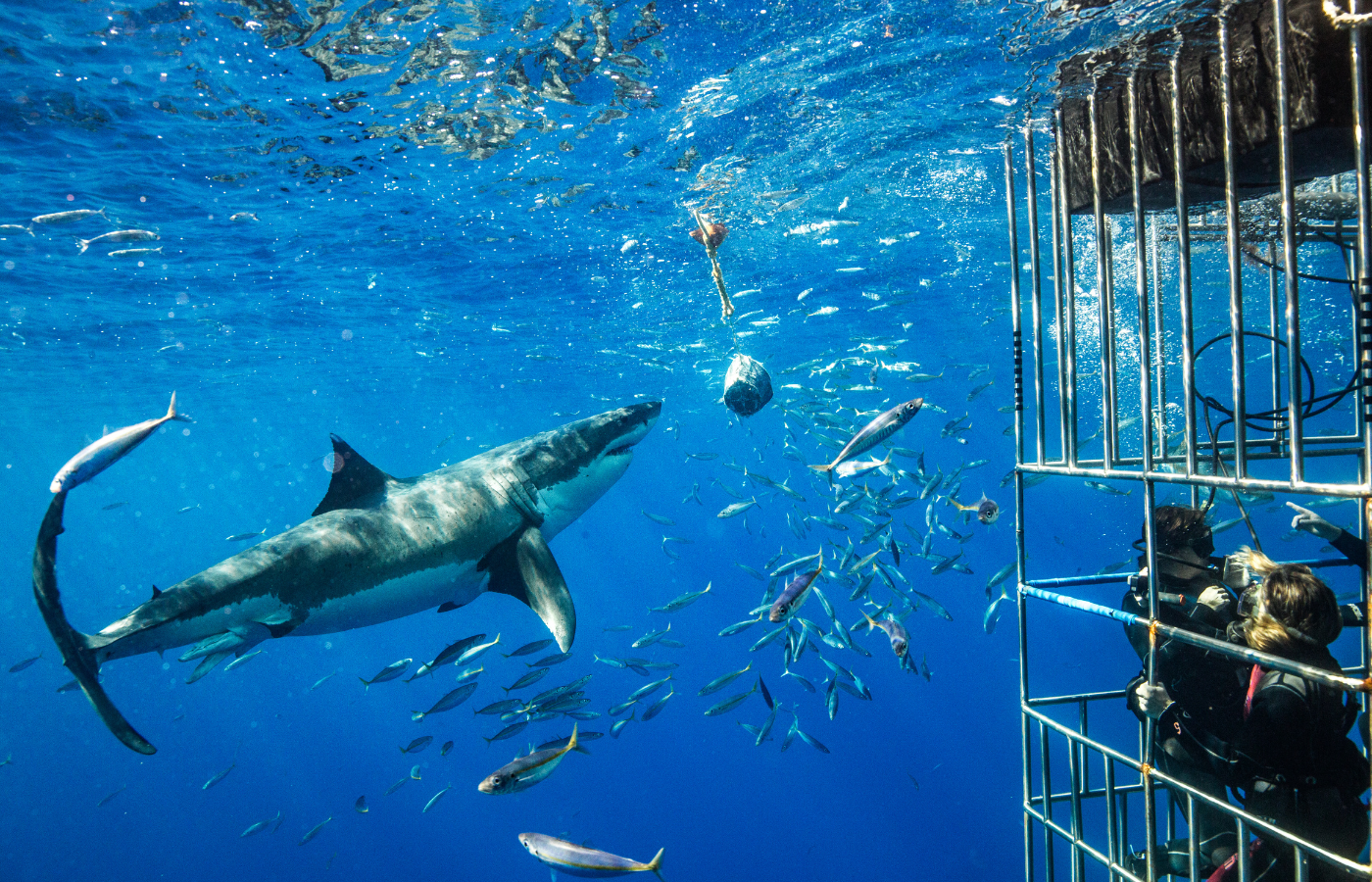Where It All Began - Journeys - Kelp Forrest Scuba and Snorkeling Adventure - Shark Cage Diving Adventure