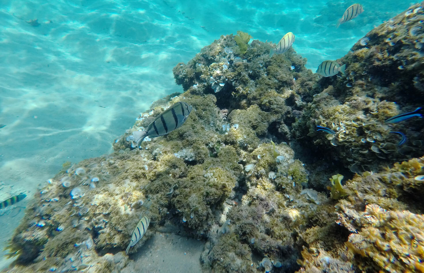 S050 - IT2 - Underwater Shot of Ocean Life in Beautiful Clear Blue Waters Where It All Began - Journeys - Tropical African Lake and Forrest Slackpacking Adventure - Underwater Shot of Ocean Life in Beautiful Clear Blue Waters