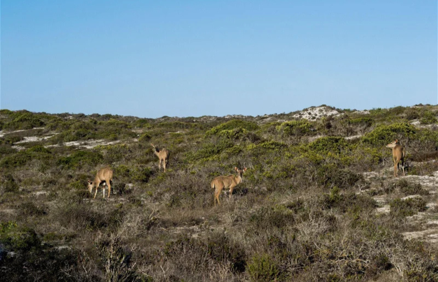 Where It All Began - Journeys - Kitesurfing & Houseboat Escape on the West Coast - Wildlife Sighting at West Coast National Park