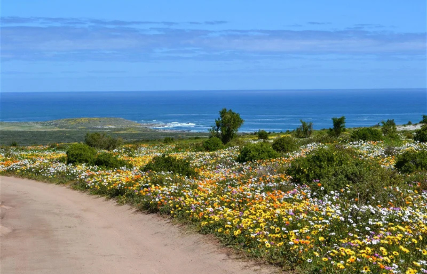 Where It All Began - Journeys - Kitesurfing & Houseboat Escape on the West Coast - Yellow and White Flowers on Beautiful Coastal Dirt Road