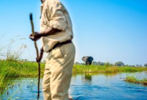 Where It All Began - Botswana Okavango Delta Safari - Okavango Delta - Oddball’s Camp - Elephant