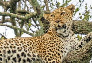 Where It All Began - Southern Africa Luxury Safari - Masai Mara - Leopard Hills - Leopard