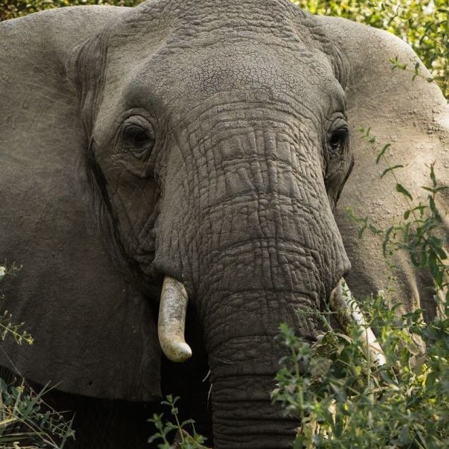 Christmas on Safari-easyblog-articles-268-3